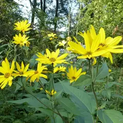 Sonnenblumenähnliche Blüten, die leicht mit Topinambur verwechselt werden können.
