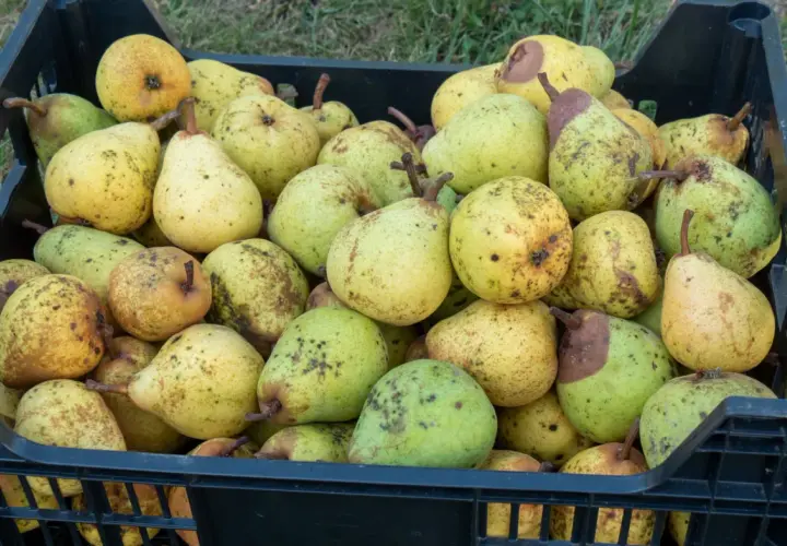 Kiste voller reifer Birnen, die zeigen, wann sind Birnen reif. Die Früchte sind gelb-grün mit braunen Flecken.
