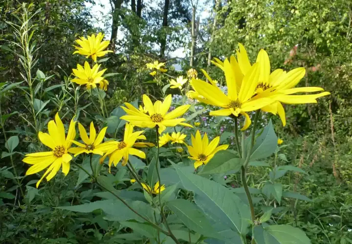Sonnenblumenähnliche Blüten, die leicht mit Topinambur verwechselt werden können.