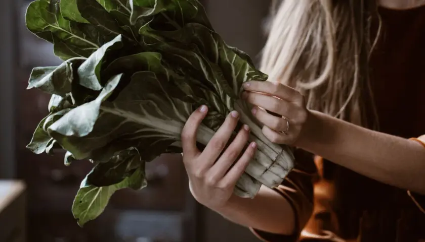 Hände halten einen Bund Mangold. Die grünen Blätter sind frisch und saftig. Man fragt sich, wie schmeckt mangold wohl am besten?