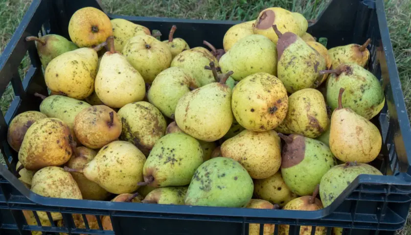 Kiste voller reifer Birnen, die zeigen, wann sind Birnen reif. Die Früchte sind gelb-grün mit braunen Flecken.