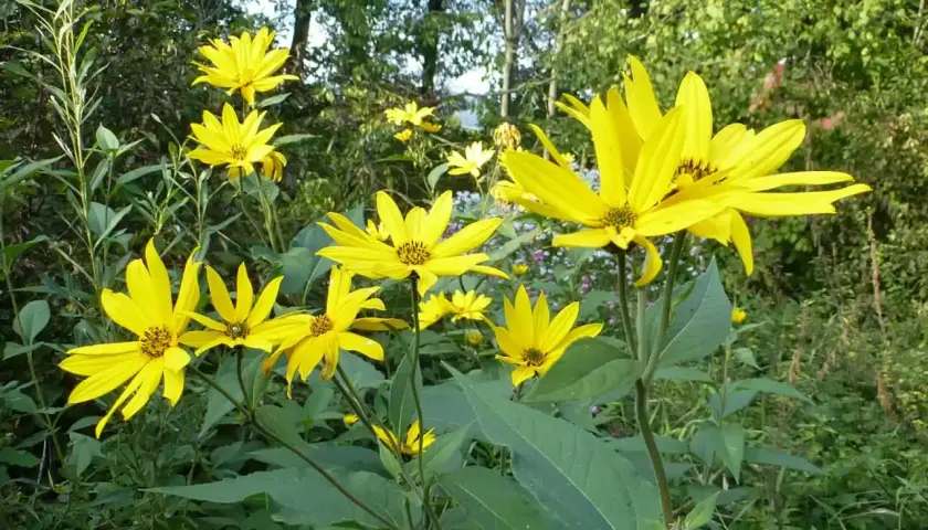 Sonnenblumenähnliche Blüten, die leicht mit Topinambur verwechselt werden können.