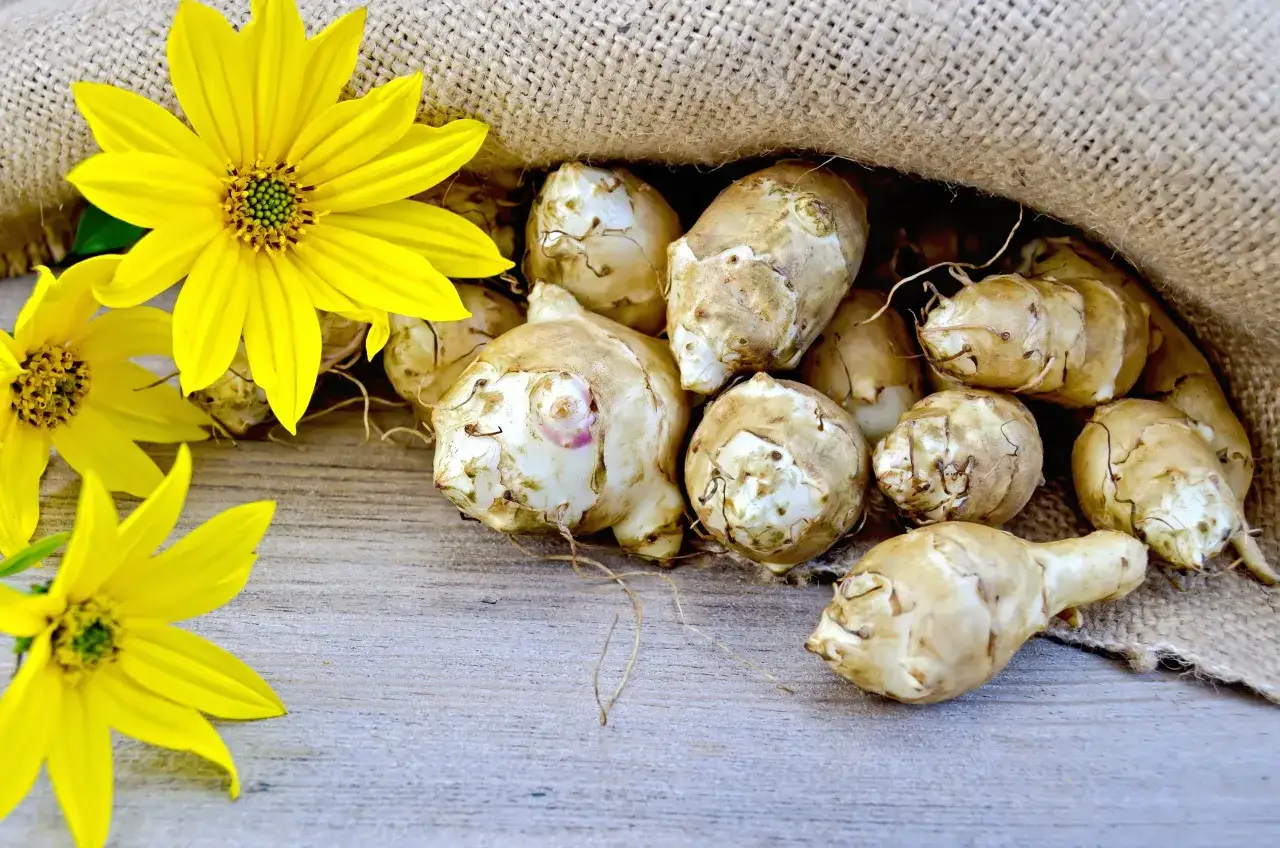 Gelbe Bl&uuml;ten neben einem Sack voller Topinambur-Knollen. Was ist Topinambur? Eine Wurzelknolle, die man essen kann.